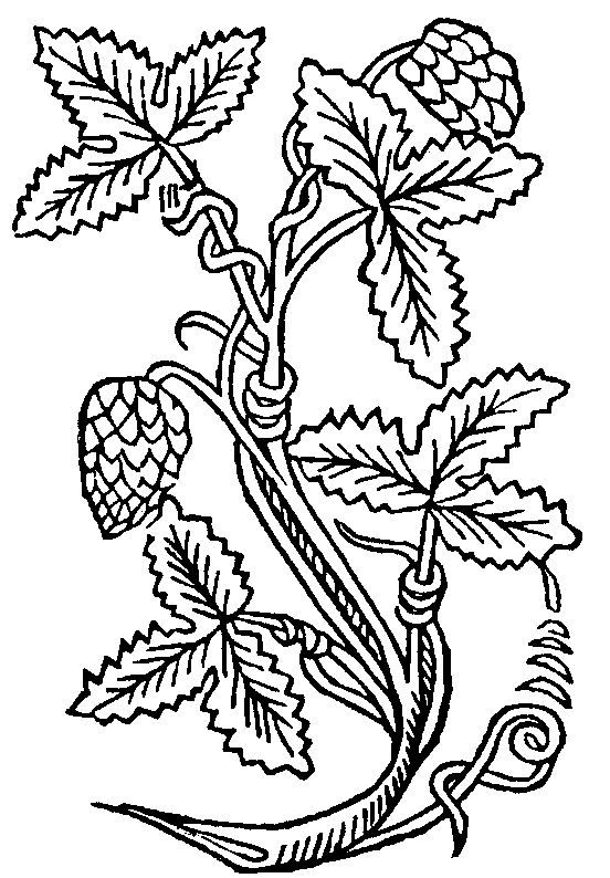 Herb 20clipart