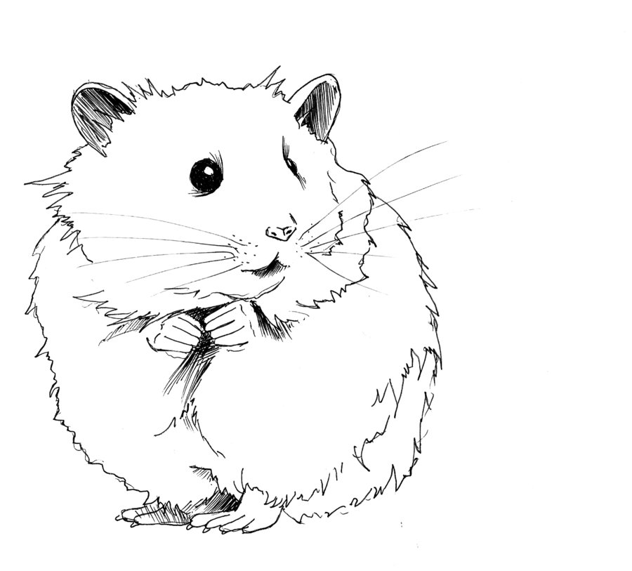 Hamster clipart black and white