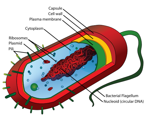 E Coli Cliparts