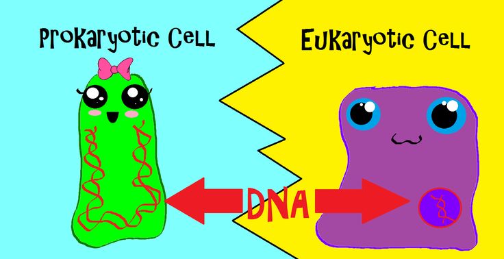 E Coli Cliparts