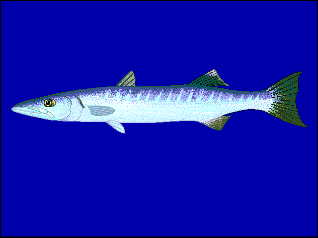 Great Barracuda Clipart