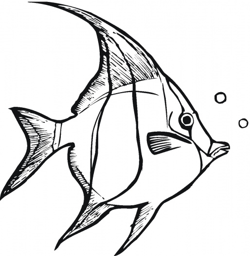 Angel fish outline clipart black and white