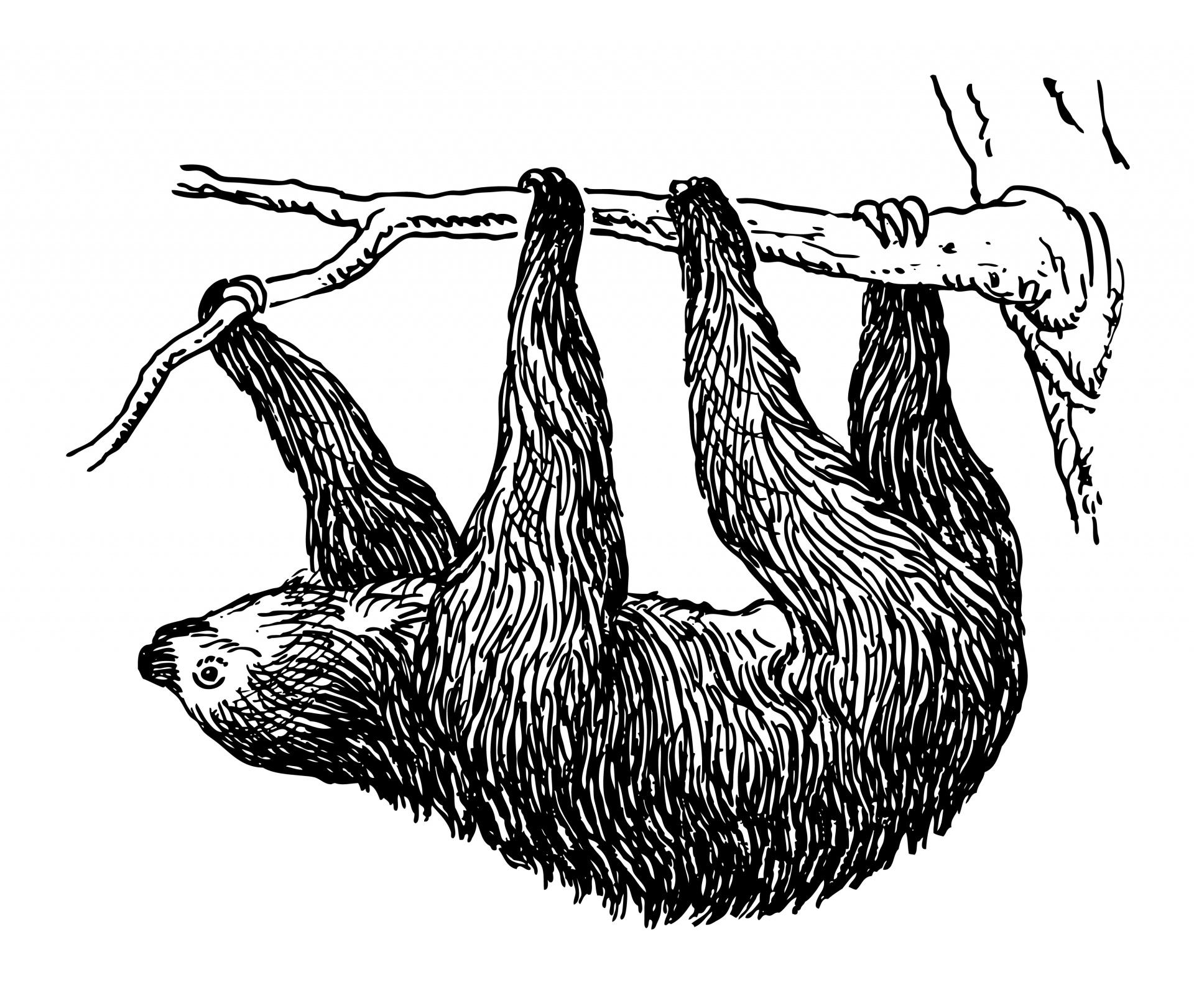 Sloth Clipart Illustration Free Stock Photo