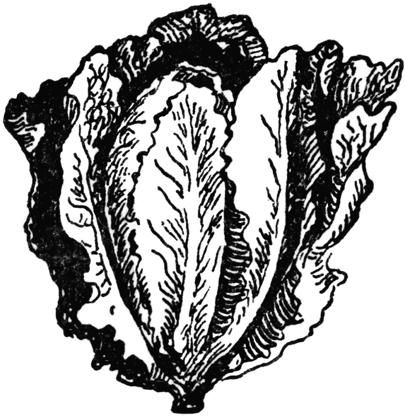 Lettuce clipart black and white free clipart image 6 image