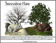 Snowshoe Hare Cliparts