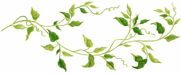 horizontal vines png - Clip Art Library