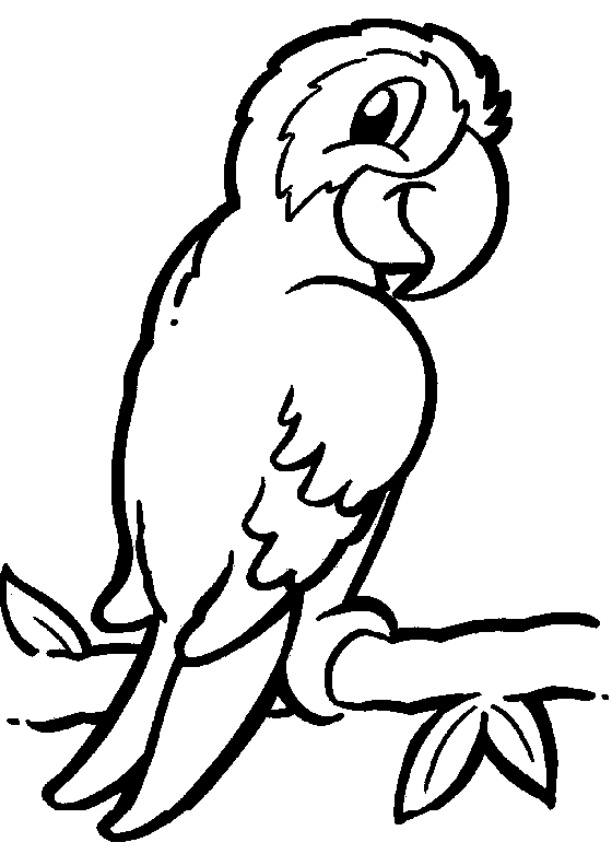 Parakeet clipart black and white