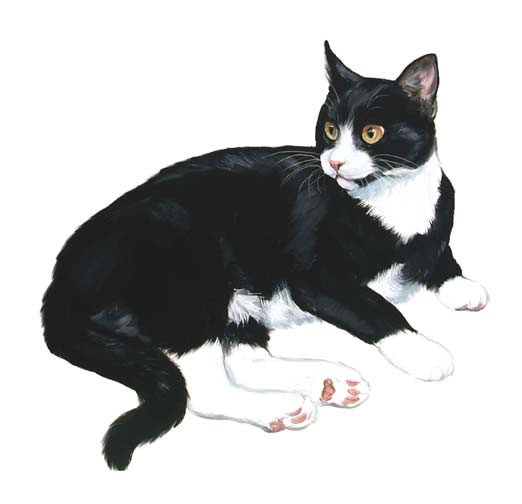 Free Tuxedo Cat Cliparts, Download Free Tuxedo Cat Cliparts png images