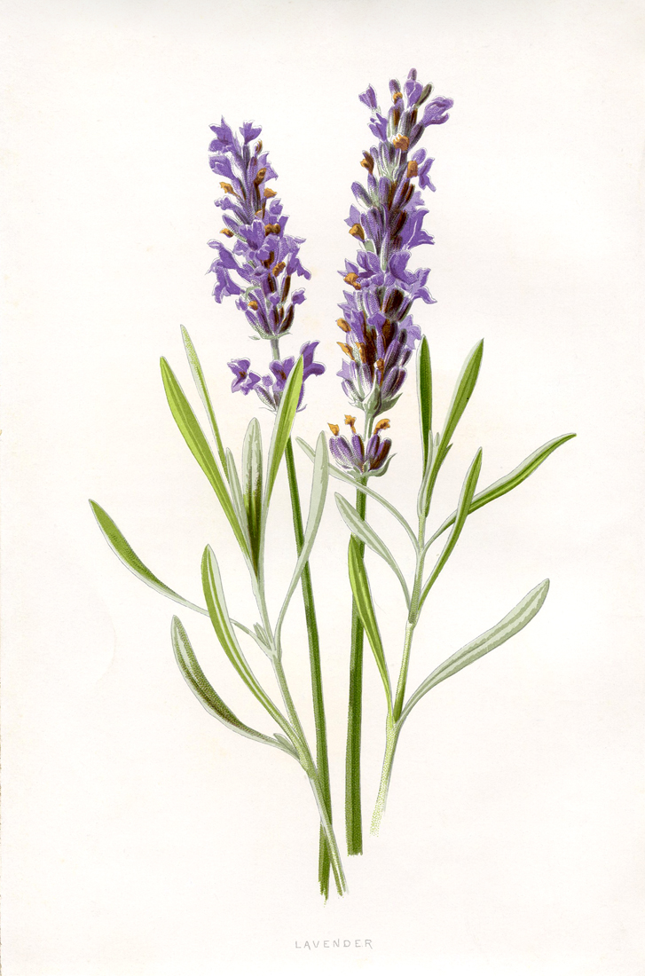 Lavendar Herb Clipart