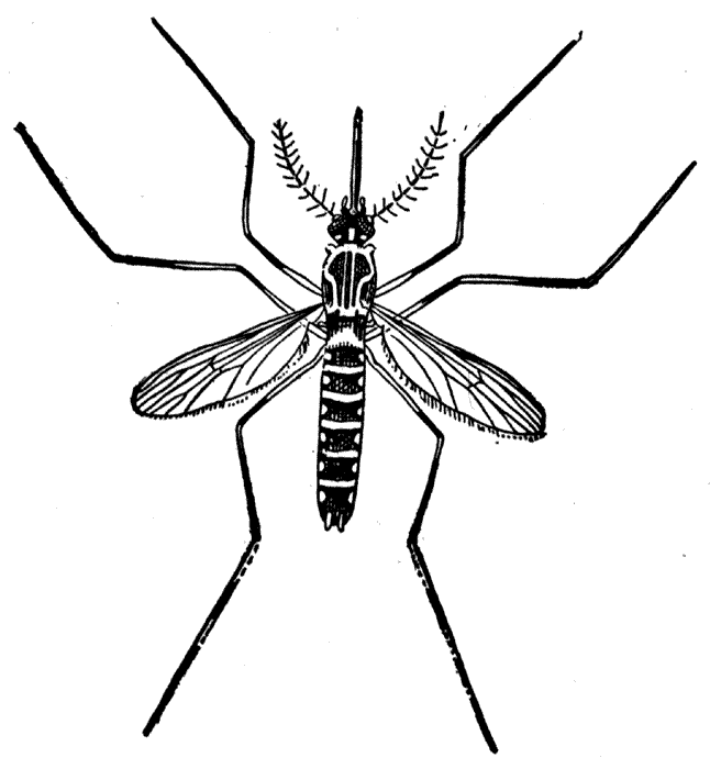 Mosquito Clip Art Image