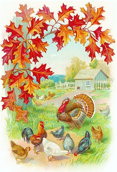 Farm Turkey Cliparts