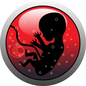 Human Embryo Clip Art