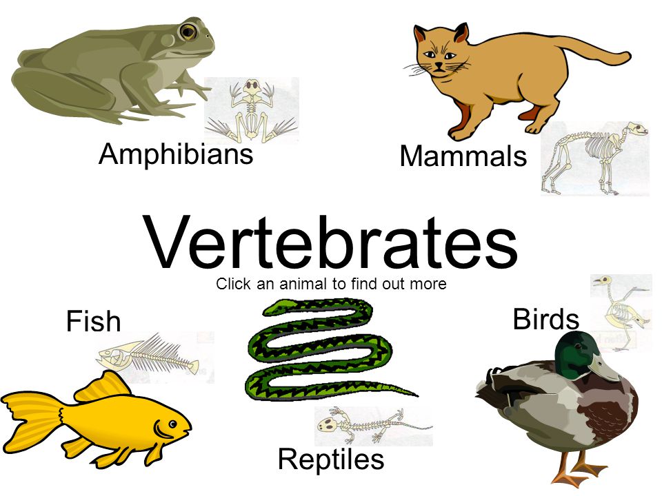 Vertebrate Clipart Clip Art Library