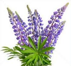 Blue Bonnets Cliparts