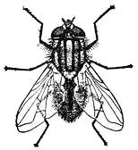 Free Flies Clipart