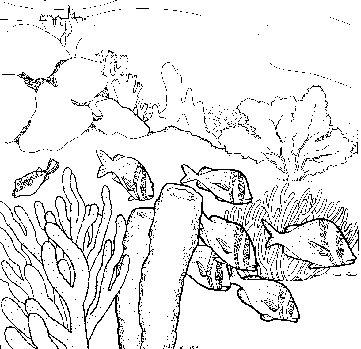 draw a coral reef - Clip Art Library