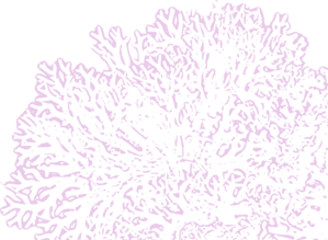 Lavender Coral Reef Clip Art at Clker