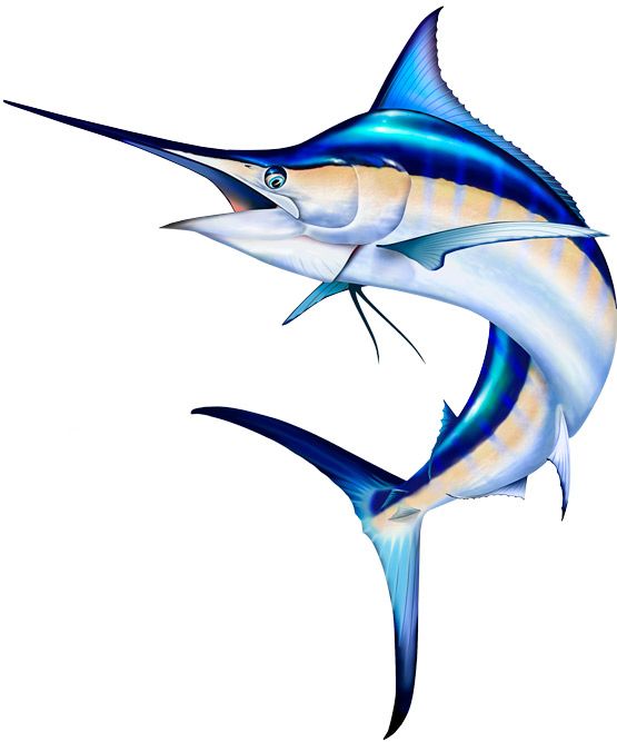 Unique tarpon jumping out design element dynamic handdrawn fish vectors  stock in format for free download 162 bytes