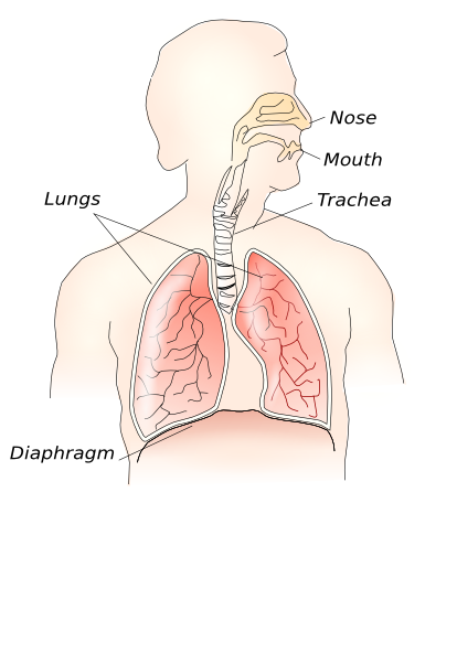 Respiratory System Clip Art
