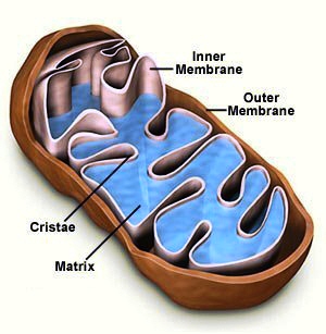 cellular respiration class 7 - Clip Art Library