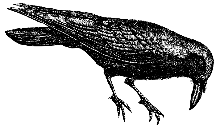 Black Raven Cliparts