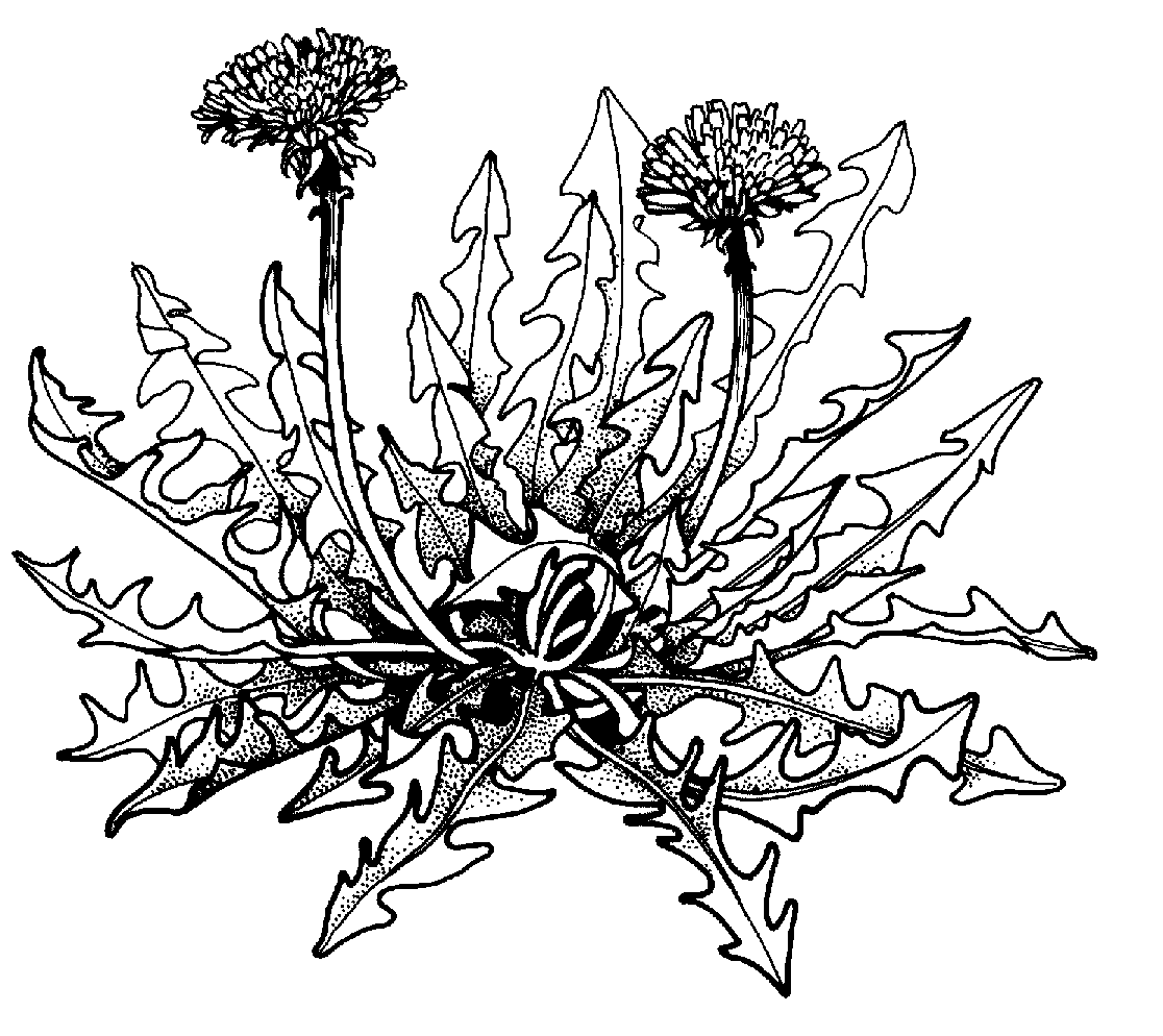 Garden Line Cliparts