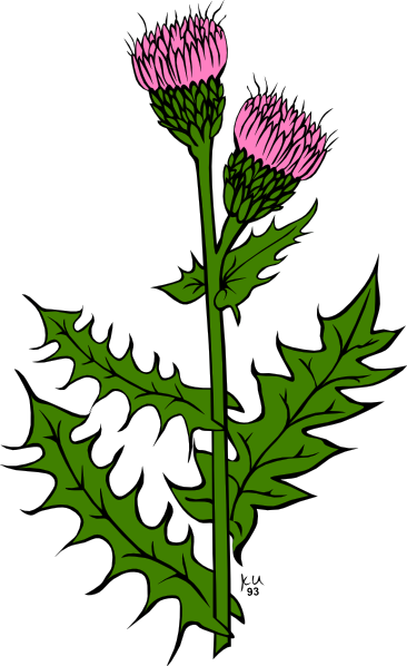 Weed Grass Cliparts