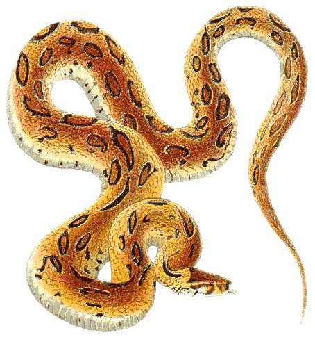 Viper Cliparts