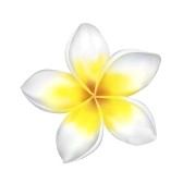Plumeria