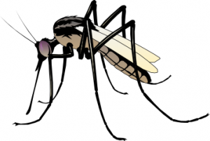 Best Mosquito Clipart