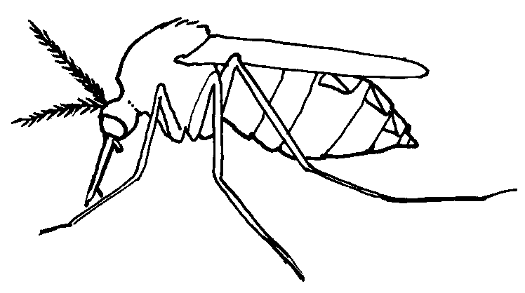 Best Mosquito Clipart