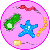 Cliparts Of Microorganisms