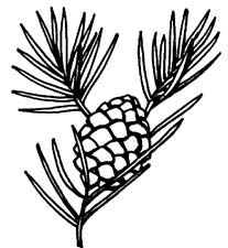 pine cones clip art black and white