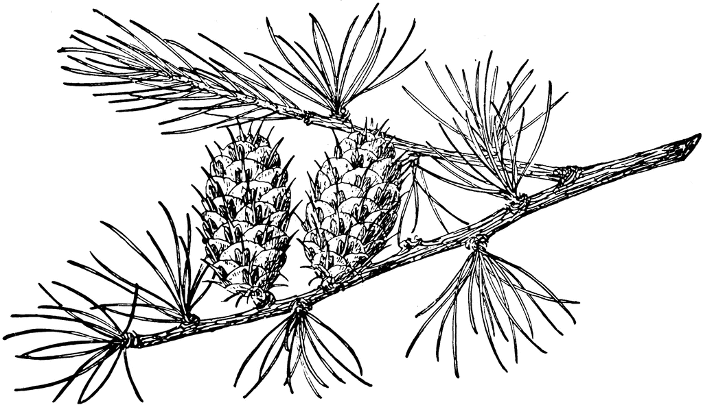 Western Larch Pine Cone