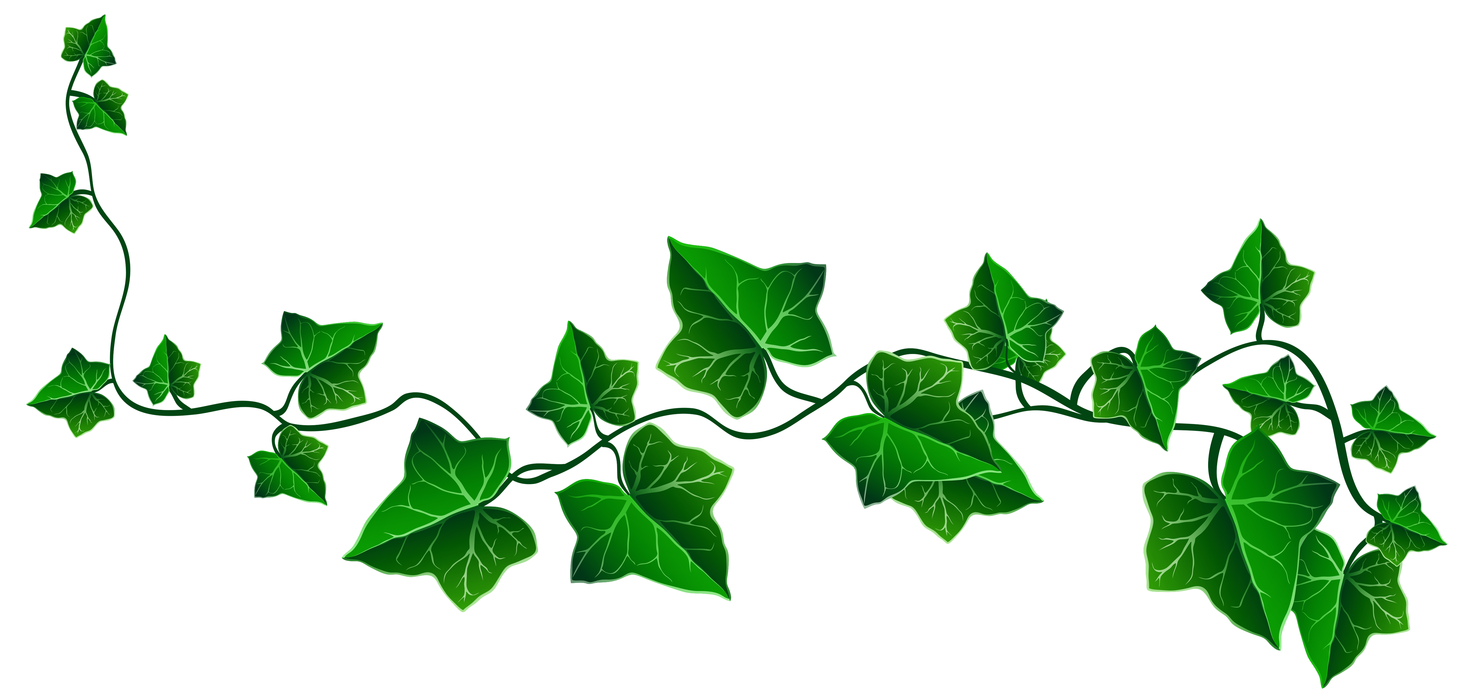 Vine Ivy Decoration PNG Clipart Picture