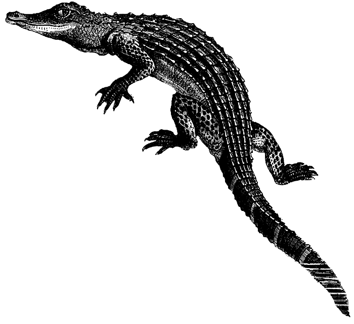Funny alligator clip art crocodile pictures crocodile clip art
