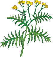 Free Herbs Clipart