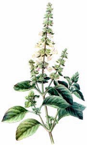 Free Herbs Clipart