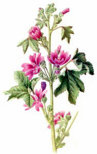 Free Herb Clipart
