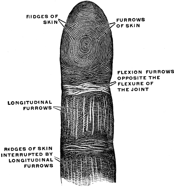 Fingerprint Cliparts