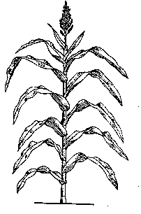 Maize Draw Plant Logo