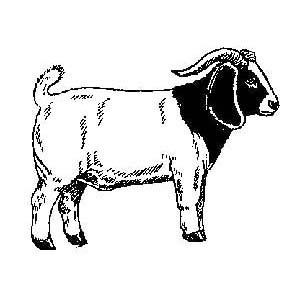 Animated Goats Cliparts