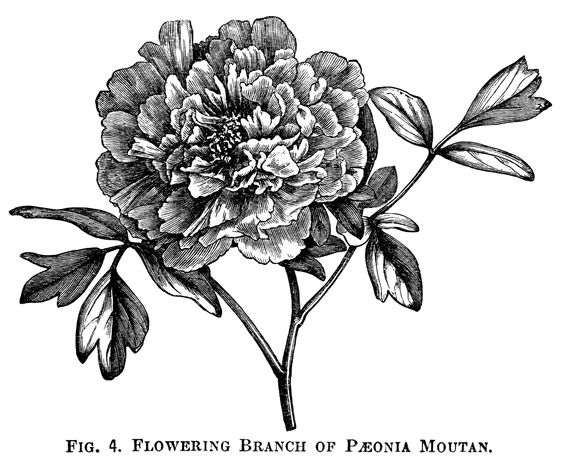 Moutan Paeonia, peony clip art, botanical engraving, black and