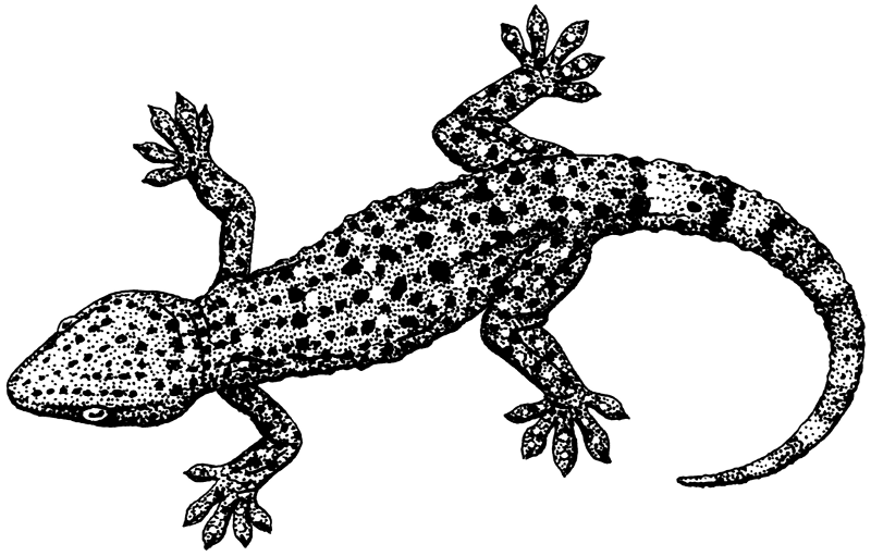 Free Gecko Clipart, 1 page of Public Domain Clip Art