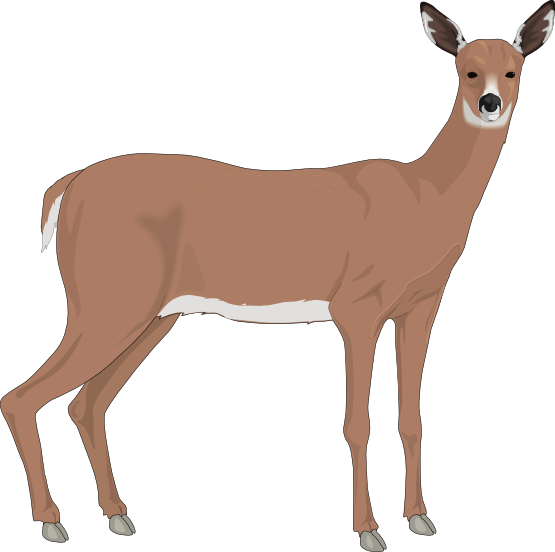Realistic Reindeer Cliparts