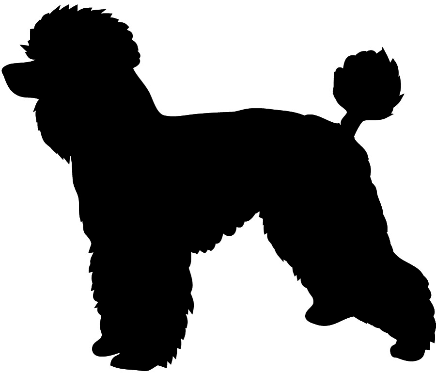 Black Bear Image Free