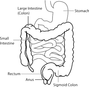 Esophagus Stomach Small Intestine Image Details  NCI Visuals Online
