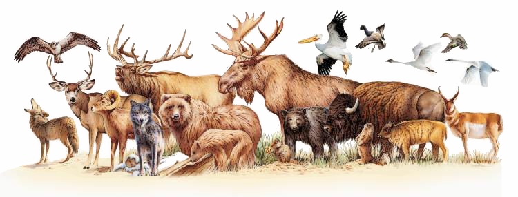Wildlife Border Cliparts