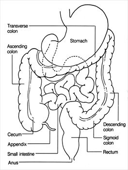 Rectum Cliparts