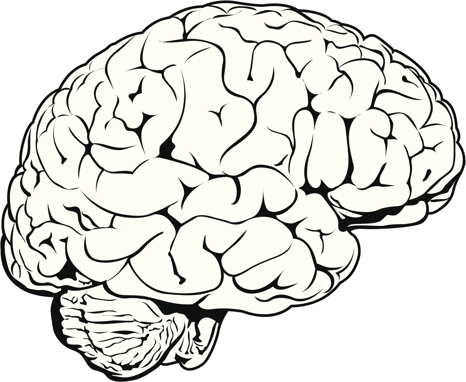 12 brains. Мозг рисунок. Мозг контур.